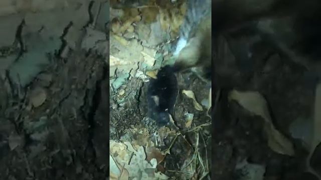 Нашли маленьких кротиков #лес #крот #кошкаиграет #животные #ночь #темнота смотреть онлайн