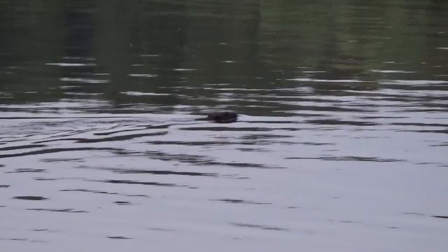Долгие сборы быстрая рыбалка ,ловим со дна на пенопласт ,выползка ,сало и тюлю. смотреть онлайн