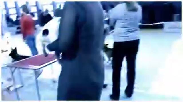 Выставка собак Екатеринбург 12.10.14 смотреть онлайн