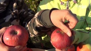 Сорта яблок и груш для хранения. Часть первая