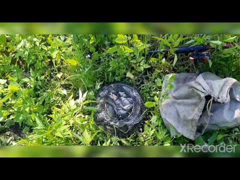 Итог рыбалки на лесном озере на карася. До последнего червя!!!