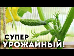 Лучшие суперпучковые сорта огурцов для открытого грунта Средней полосы России и Подмосковья!