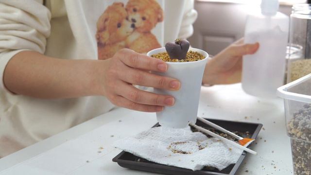 How I plant my Lithops 🍑♥️ [Eng Sub]