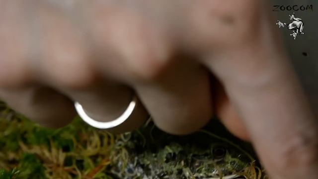 Чем кормить и как содержать малыша водоноса? смотреть онлайн