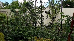 Моя арка для розы