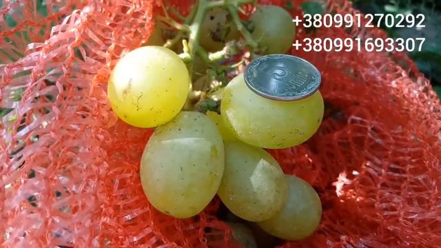 Солнцедар дополнение 26 августа 2021 смотреть онлайн