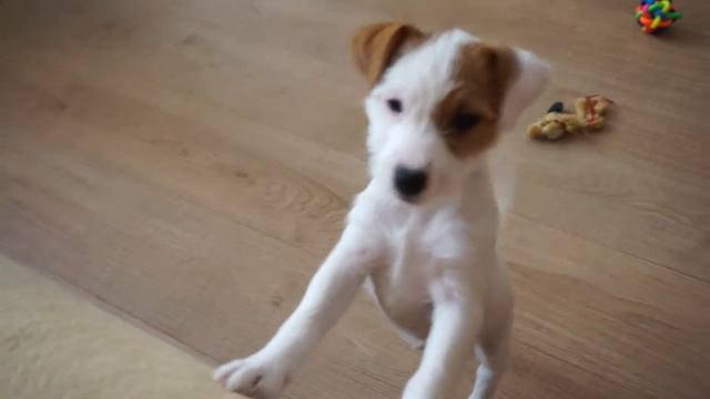 Щенки Парсон Рассел Терьера смотреть онлайн