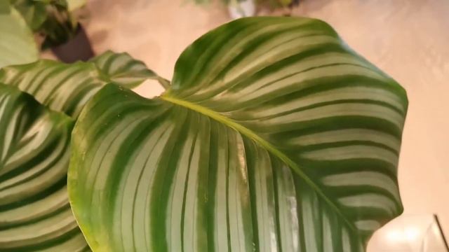 TANAMAN HIAS CALATHEA ORBIFOLIA смотреть онлайн