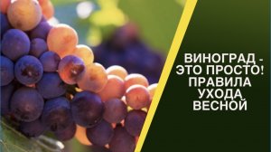 УХОД ЗА ВИНОГРАДОМ! СОВЕТЫ ЭКСПЕРТА!