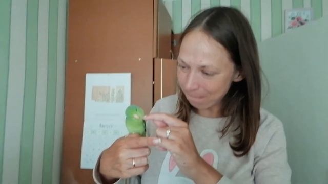 ФУНЧЕЗА в тумане смотреть онлайн