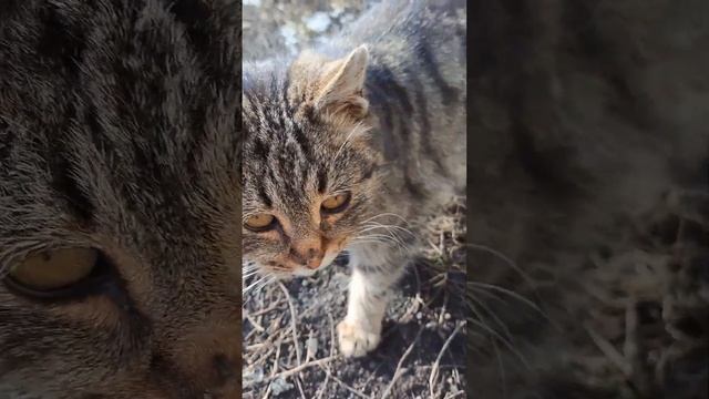 Кошечка которая стесняется смотреть онлайн