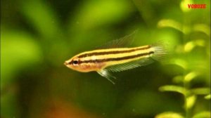 Гурами Лакричный. Содержание в аквариуме, совместимость и разведение