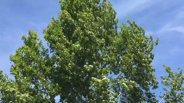 7 Октября Фекла-Заревница,Запрядальная.Народный Календарь.Приметы на Руси.Обряды.Ритуалы.Заговоры смотреть онлайн