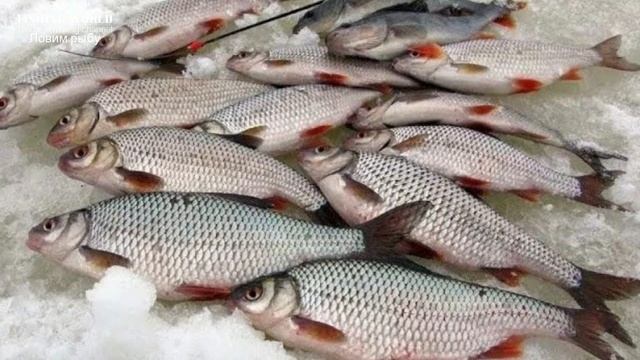 Я не знал что с этой прикормкой плотва всегда возле лунки Зимняя рыбалка на плотву в глухозимье смотреть онлайн