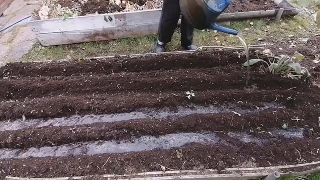 Посадка чеснока осенью смотреть онлайн