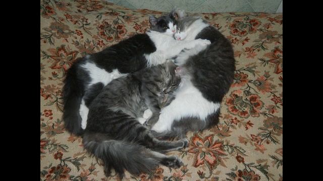 */*#СМЕШНЫЕ КОШКИ*/* КОТ ПРИКОЛ*/* КАК спят КОТЫ*/* смотреть онлайн