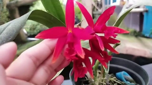 Cattleya Hsiang Yu Red Pearl 'Red Dragonfly' смотреть онлайн