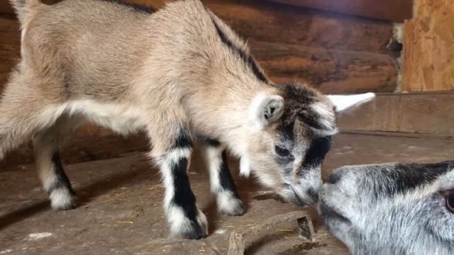 Разведение Камерунской породы коз как бизнес идея | Камерунские козы смотреть онлайн