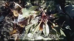 Растет ли усьма в России?