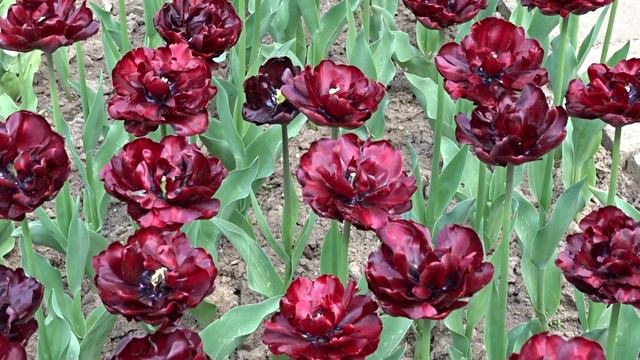 Tulipa ´Paul Scherer´
