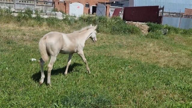 Продаётся ахалтекинская кобыла.Akhal-Teke mare for sale. смотреть онлайн
