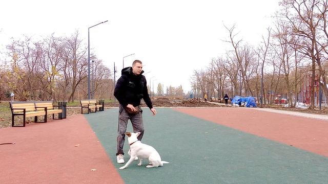 Как научить собаку команде ползи | Дрессировка собак | Как дрессировать собаку смотреть онлайн