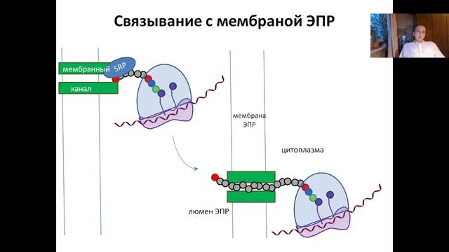 Лекция 6. Трансляция иРНК/ мРНК. Биосинтез белка (2022)