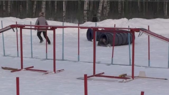 Соревнования по аджилити 12.01.13 г., СПб, Пискаревская v12 смотреть онлайн