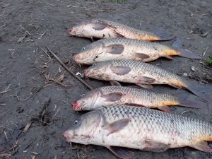 ЛОВЛЯ САЗАНА В ДЕКАБРЕ!ЭТО БОМБА!!! ЖАРЮ СТЕЙК.СРЕДНИЙ КАНАЛ,КОЧУБЕЙ. Рыбалка в ДАГЕСТАНЕ..mp4