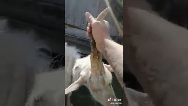 ЕДИНОРОГ В РЕАЛЬНОЙ ЖИЗНИ!???????? смотреть онлайн
