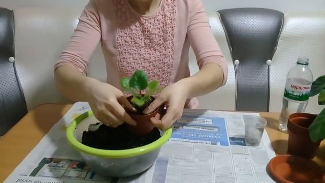 Plantarea VIOLETEI pe fitil ! смотреть онлайн