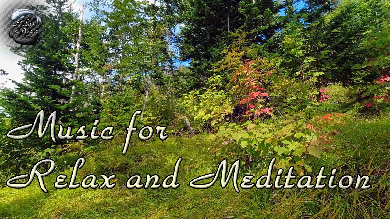 Расслабляющий Дудук и умиротворяющий вид леса / Музыка для отдыха и медитации смотреть онлайн