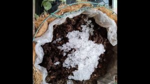 Дихондра.Высаживаем в кашпо