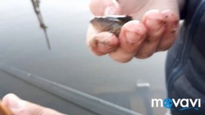 Ураа.. РОТАН проснулся от зимней спячки!!!Ловля РОТАНА на ПОПЛАВОЧНУЮ удочку весной!!!