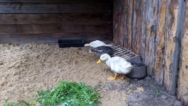 Как отличить селезня от утки. смотреть онлайн