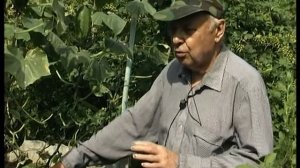 Огурцы на компосте