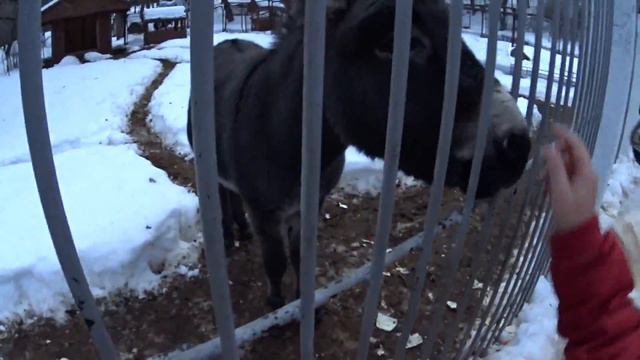 Лебеди. Ослы. Козы. Свиньи.