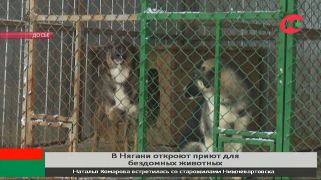 В Нягани по инициативе жителей построили «свободный» приют для животных смотреть онлайн