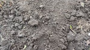 Посадка пионов весной. Как правильно посадить куст пиона