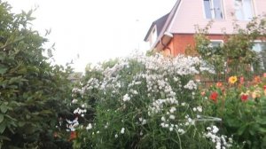 ЗВЕРОДЕТИ НАШЛИ ЗАПРЕЩЁНКУ В ЛАГЕРЕ И ПОДСМОТРЕЛИ ЗА ВОЖАТЫМИ