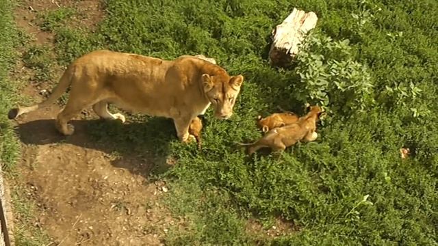 львица и львята смотреть онлайн