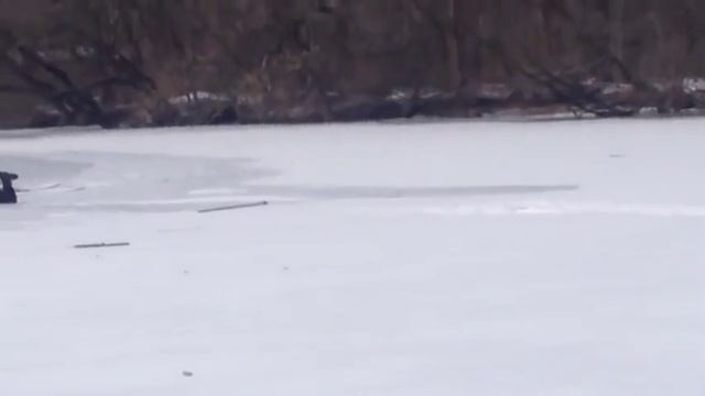 Почему рискуя жизнью эмотивный спасал собаку смотреть онлайн