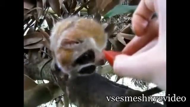 Пучеглазое животное! Goggle-eyed animal! смотреть онлайн