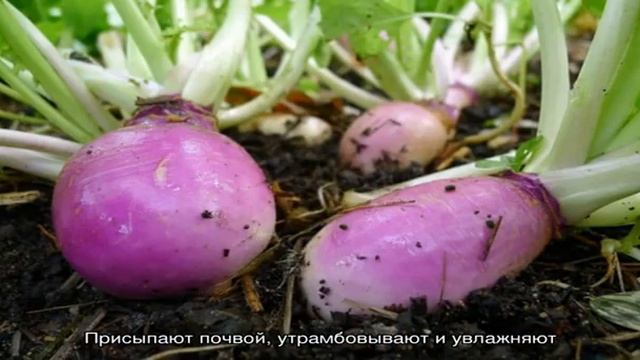 Что такое турнепс, как он выглядит, растет и как его правильно съесть