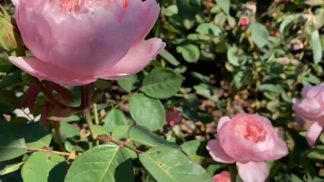 Let's Talk About David Austin Roses?(Part 1) смотреть онлайн