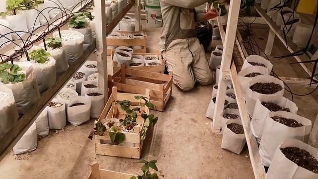 Клубничная Круглогодичная. Расширяем посадку, утепляем канализацию, отражаем атаки клеща. смотреть онлайн