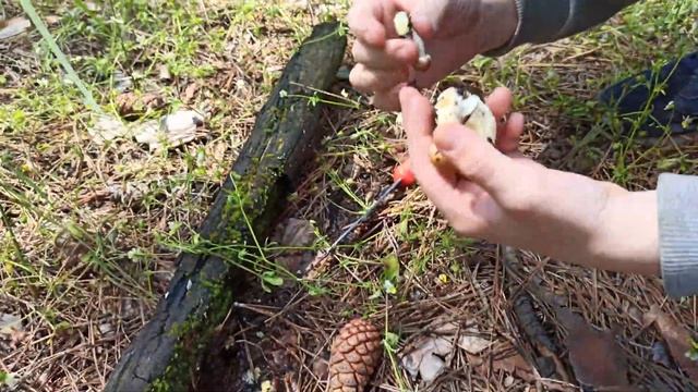 Белые грибы, маслята. Июнь 2020. Много молодых маслят! смотреть онлайн