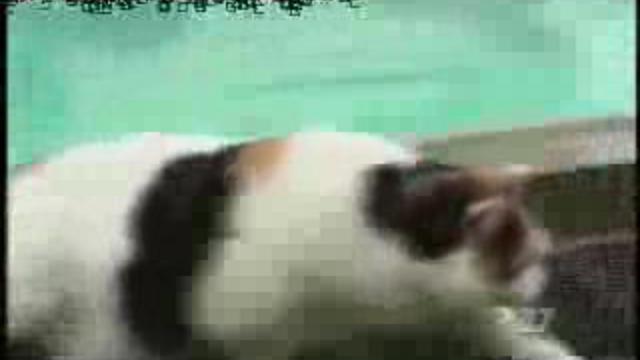 Кот водолаз :) смотреть онлайн