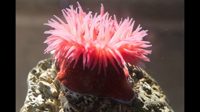 Strawberry anemone opening up смотреть онлайн
