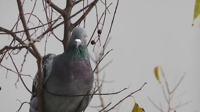 PANASONIC HDC-SD40 - test смотреть онлайн